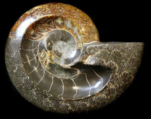 Wide Polished Ammonite 'Dish' #33862
